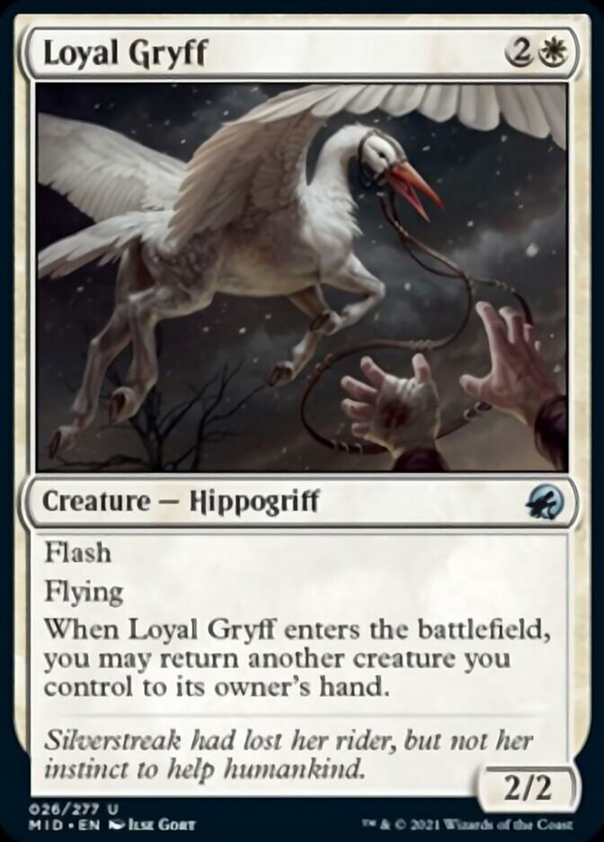 Loyal Gryff [Innistrad: Midnight Hunt] | Lots Moore NSW